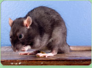 rat control York