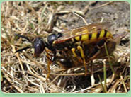 wasp control York